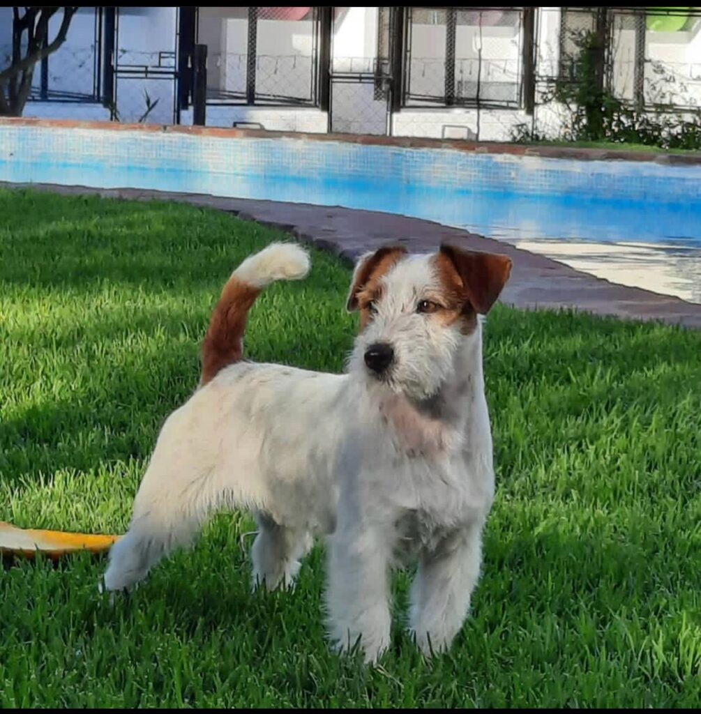 Por qué elegir un Jack Russel Terrier de Isaga Jacks