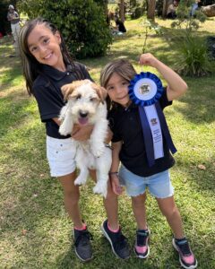 En Isaga Jacks criamos Jack Russel Terriers en Colombia con compromiso y paciencia​