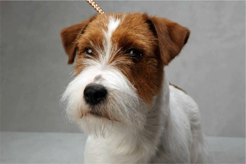 En Isaga Jacks somos especialistas en Jack Russell Terrier