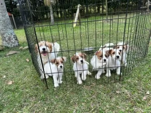 ¿Es adecuado un Jack Russell Terrier para tu estilo de vida?
