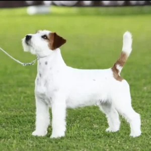 Consejos para entrenar a tu Jack Russell Terrier: ¡Aprende jugando!