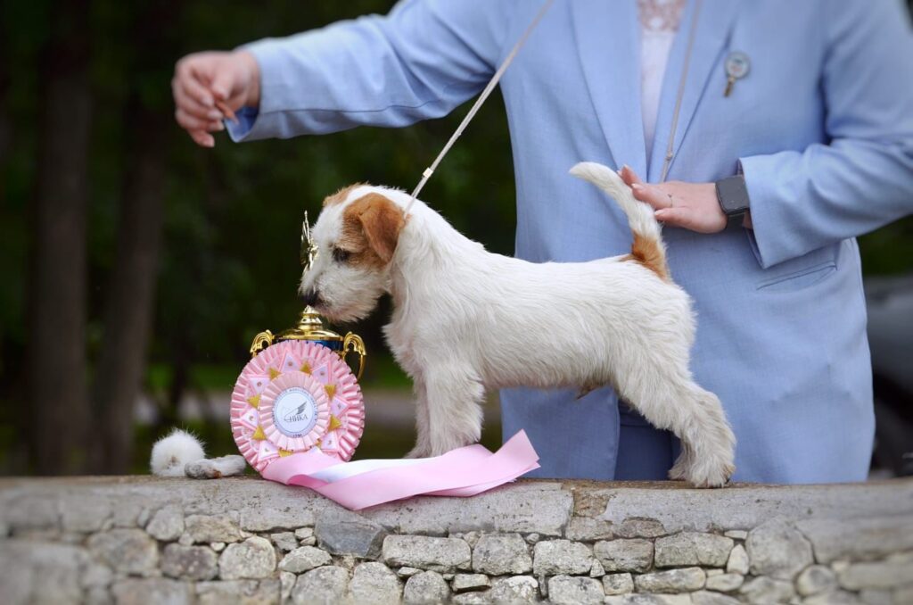 Putin y su primer Best in show en Rusia, antes de llegar al criadero colombiano de jack russel terrier: Isaga Jacks